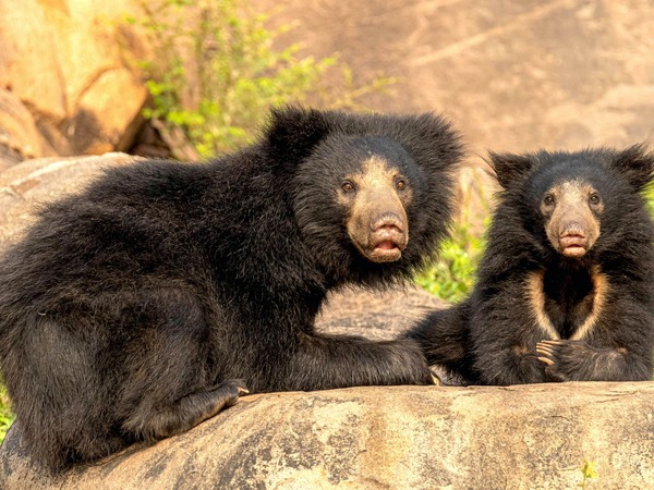 Sloth Bear (Melursus ursinus)