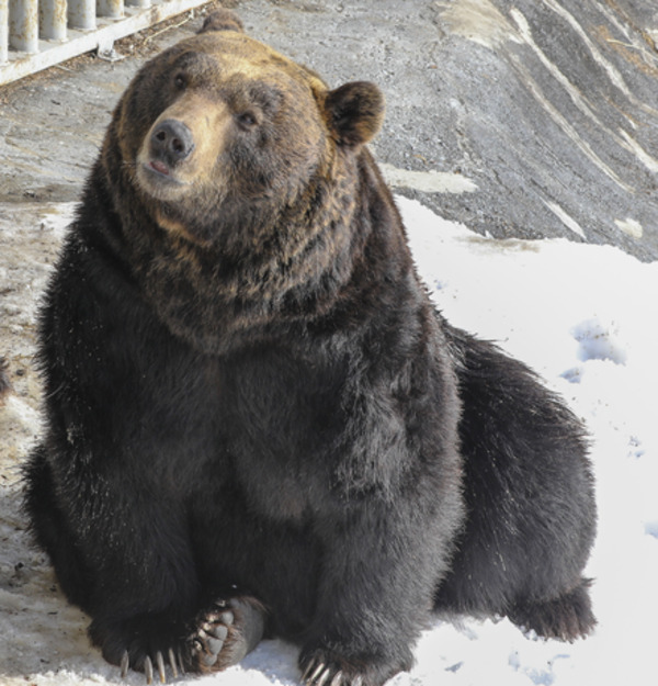 Ussuri Brown Bear (Ursus arctos lasiotus)