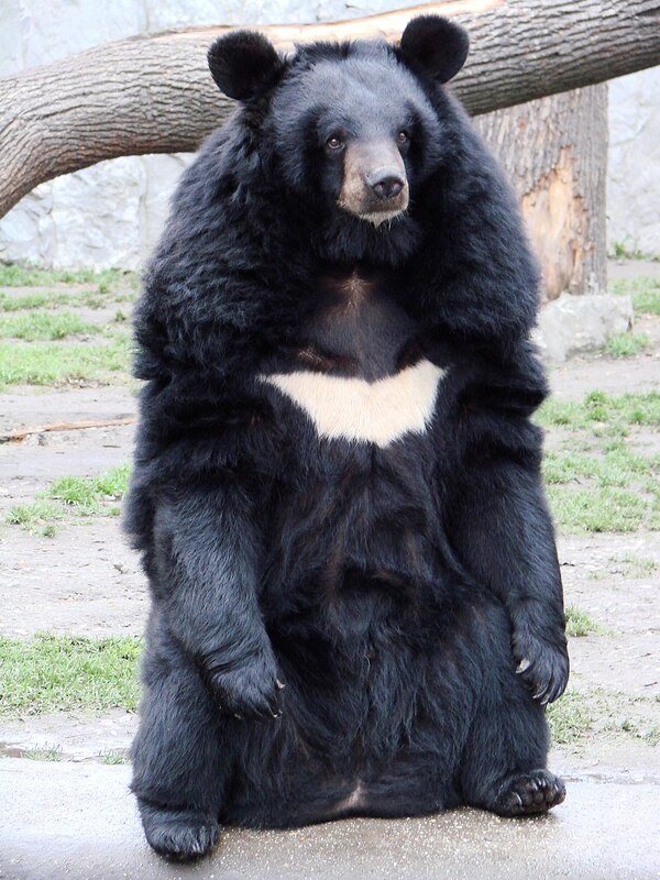 Asiatic Black Bear (Ursus thibetanus)