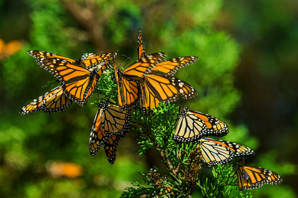 What Are Some Fascinating Facts About Butterflies? A Comprehensive Guide to Butterfly Biology and Be