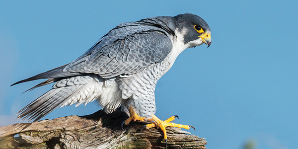 Peregrine Falcon Conservation Status: Is the Peregrine Falcon a Protected Species?