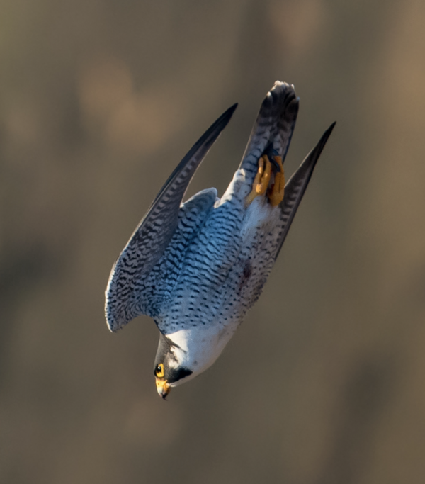 Why Is the Peregrine Falcon So Fast? Unraveling the Secrets of Nature's Speed Champion