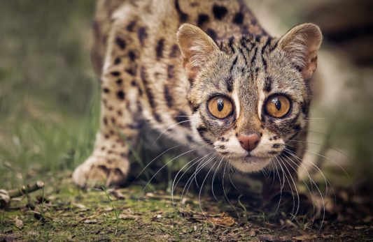 Is the Leopard Cat a Protected Species? Understanding the Conservation Status of the Leopard Cat