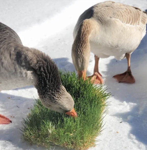 What Do Geese Like to Eat? Understanding the Best Diet for Geese