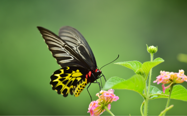 How Long Do Butterflies Live? Understanding Butterfly Lifespan, Stages, and Factors Affecting Longev