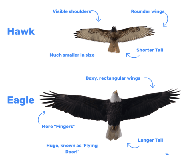 Is a Hawk an Eagle? Understanding the Key Differences Between Hawks and Eagles