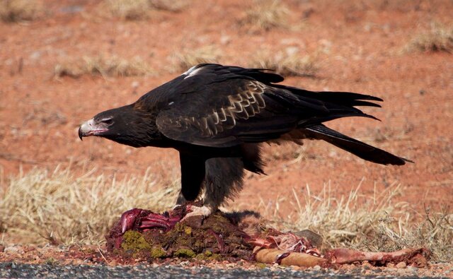 Wedge-tailed Eagle