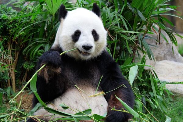 Is a Panda a Bear or a Cat? Understanding the Classification of the Giant Panda