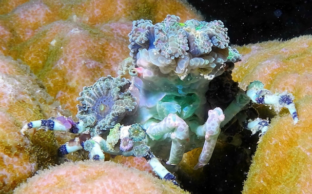 Corallimorph Decorator Crab (Cyclocoeloma tuberculata)