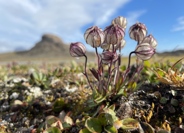 Silene uralensis