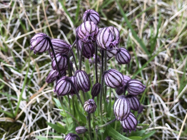 Silene uralensis: The Arctic Survivor Plant