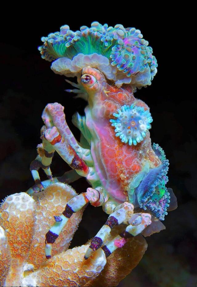 Corallimorph Decorator Crab (Cyclocoeloma tuberculata): The Camouflage Master of the Indo-Pacific