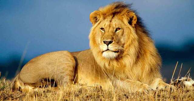 African Lion