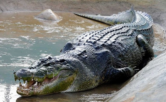 Saltwater Crocodile