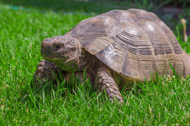 Chinese Pond Turtle Care: A Complete Guide on How to Care for Your Grass Turtle