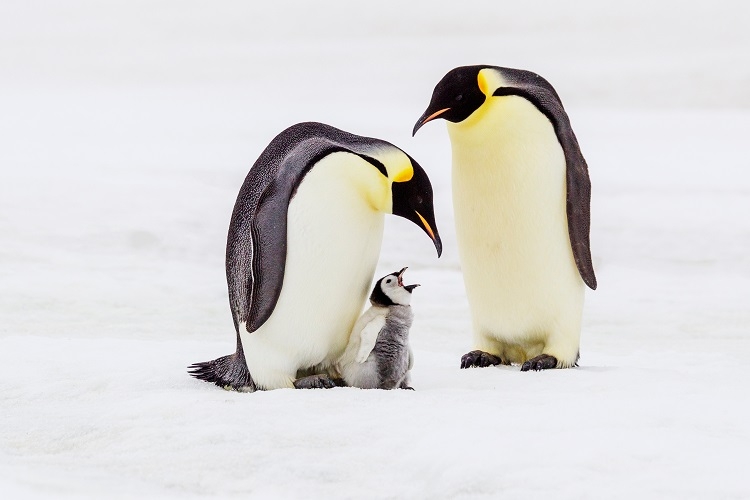 Why Don’t Penguins Live in the Arctic? Exploring the Unique Habitats of Penguins and Their Distribut