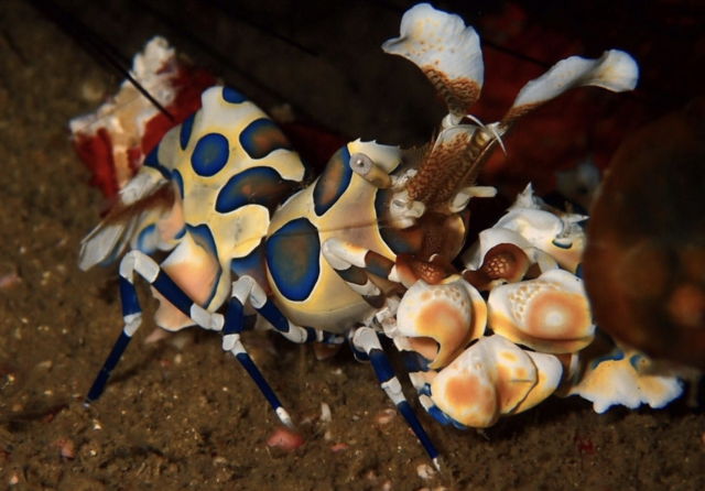 ( also known as the star shrimp , VIP shrimp , harlequin shrimp ,Harlequin Dancing Shrimp，clown shrimp , and dancing shrimp )