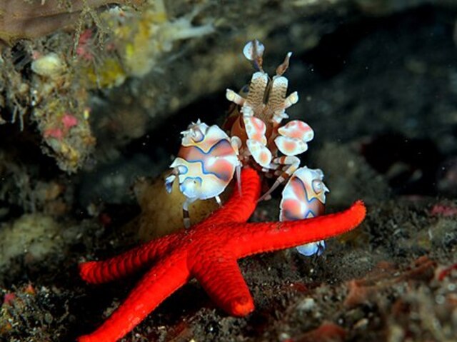 ( also known as the star shrimp , VIP shrimp , harlequin shrimp ,Harlequin Dancing Shrimp，clown shrimp , and dancing shrimp )