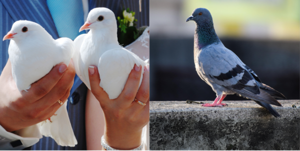 What Is the Difference Between Homing Pigeons and Regular Pigeons? A Comprehensive Guide