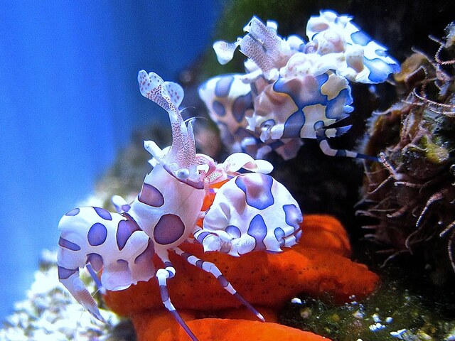 Harlequin Shrimp (Hymenocera picta): A Stunning Marine Predator