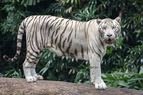 Do Tigers Eat Their Own Cubs? A Detailed Exploration of Tiger Behavior and Parenting