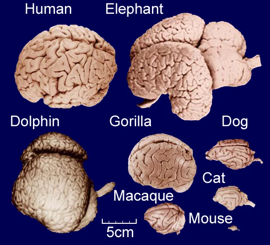 Do Animals Have Heavier Brains? Exploring Brain Size, Intelligence, and Evolution