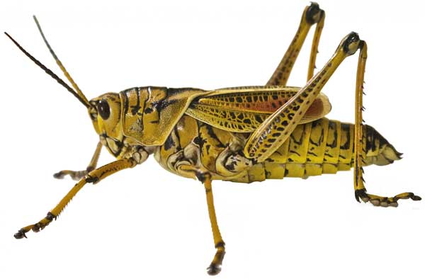 What Animals Eat Grasshoppers in the Tropical Rainforest? Exploring the Predators of Grasshoppers