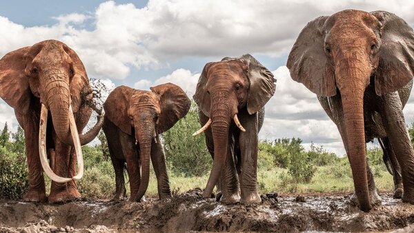 African Elephants