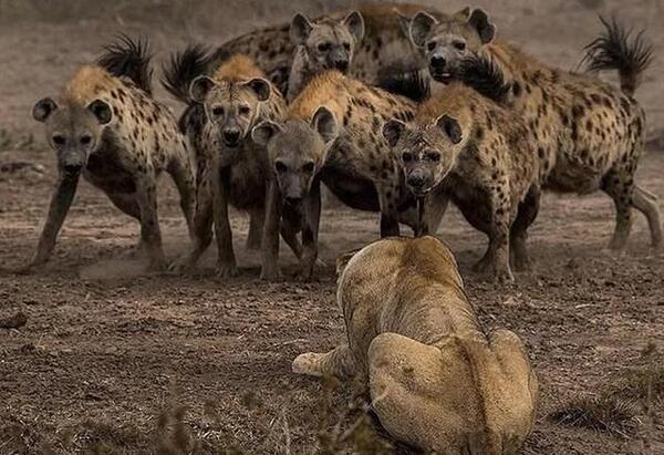 Hyenas