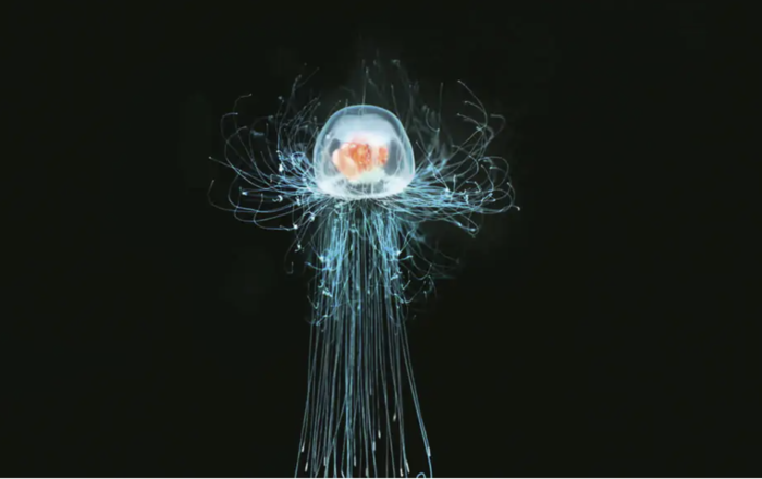 Lighthouse Jellyfish (Turritopsis dohrnii)