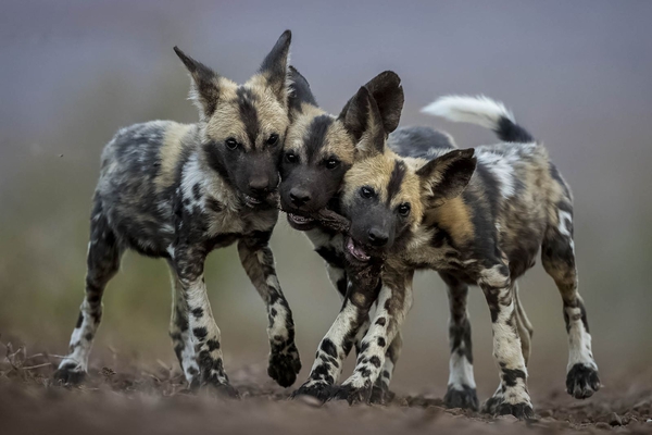 African Wild Dogs