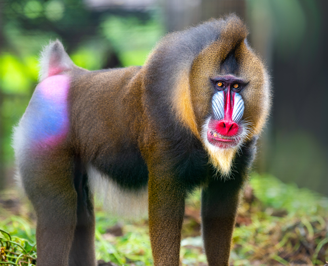 Baboon