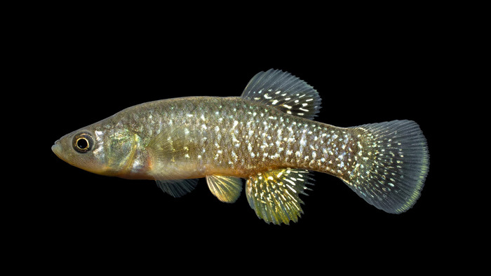 Mummichog Fish (Fundulus heteroclitus)