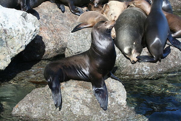 Seals