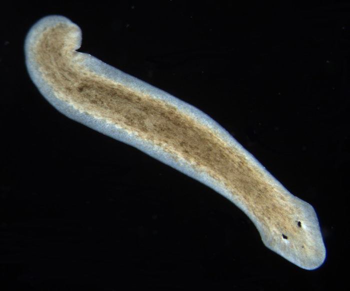 Planarians (Flatworms)