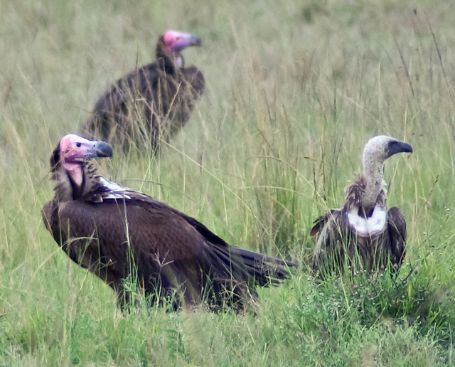 Vulture