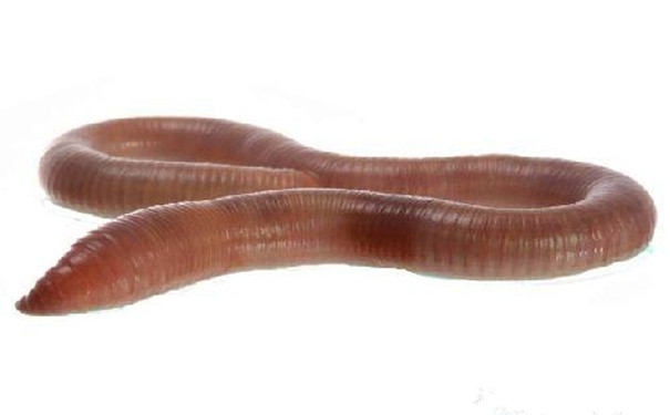 Earthworms