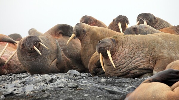 Walruses