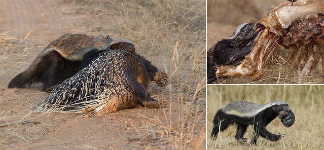 Top 10 Boldest Animals: From Honey Badgers to Geese