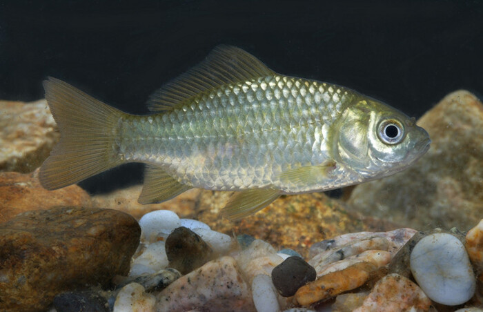 Goldfish (Carassius auratus)