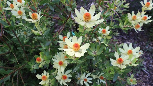 Leucadendron discolor