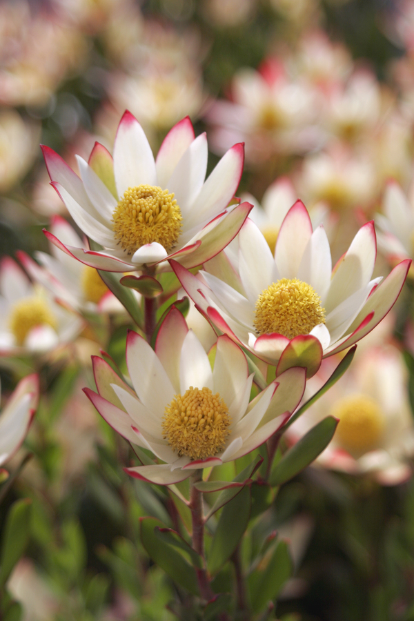 Leucadendron discolor