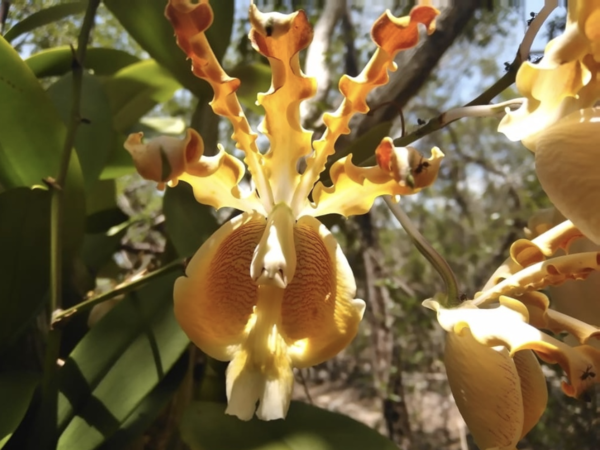 Myrmecophila christinae