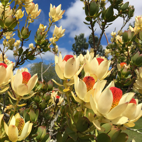 Leucadendron discolor: The Vibrant Jewel of the Fynbos