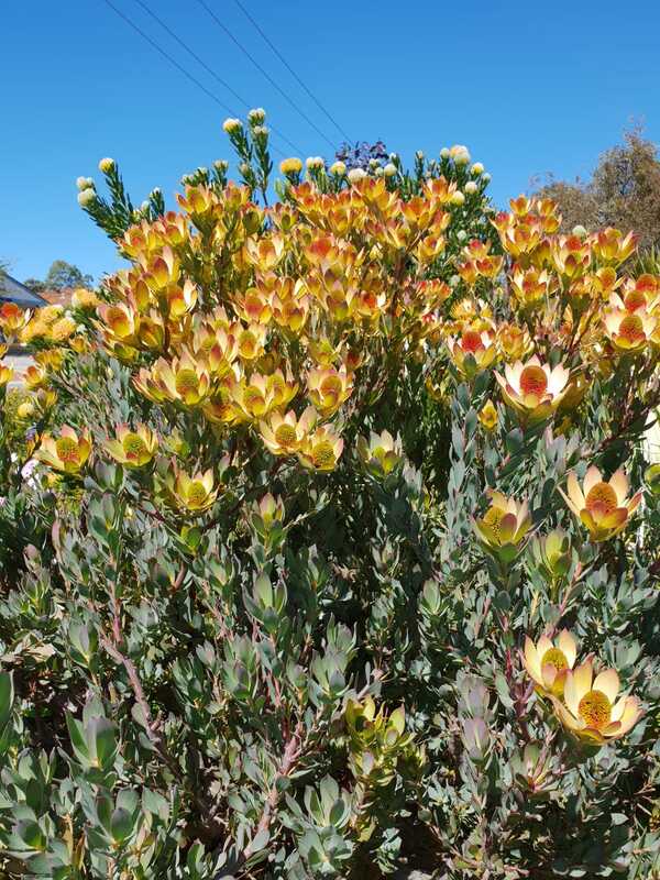 Leucadendron discolor