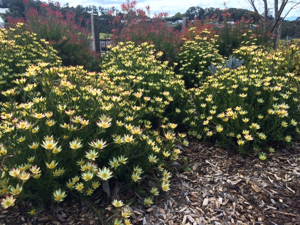 Leucadendron discolor