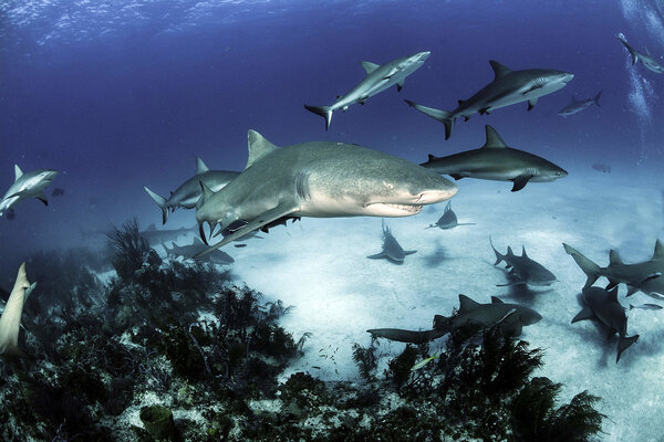 Mako Shark (Isurus oxyrinchus)