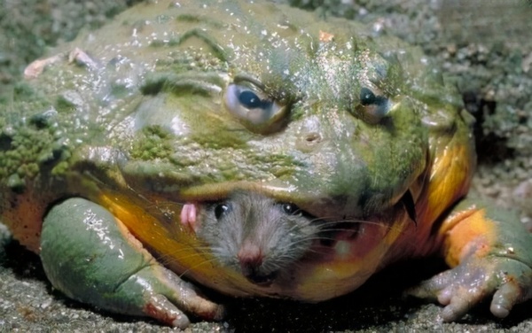 African bullfrog (Pyxicephalus adspersus), also known as the giant bullfrog or the South African burrowing frog