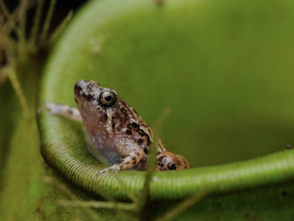 Nepenthes Frog (Microhyla nepenthicola) 