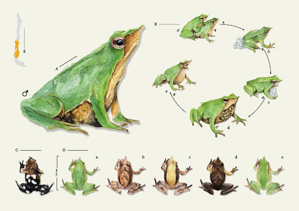 Darwin’s Frog (Rhinoderma darwinii)